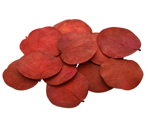Folha moeda colorida - Vermelha - 10 peças